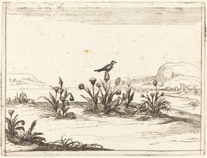 Fugl satt på en tistel av Jacques Callot