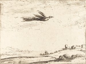 Fugl av paradis. av Jacques Callot