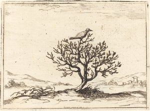 Nightingale in a Bush, 1628. av Jacques Callot
