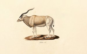 Addax-antilope av Jacques Christophe Werner