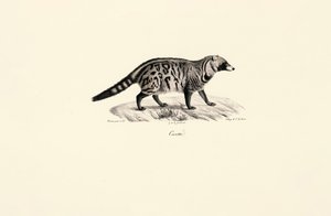 African Civet (Civettictis civetta) av Jacques Christophe Werner