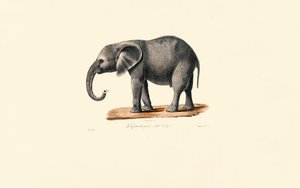 Afrikansk elefant (ung) av Jacques Christophe Werner