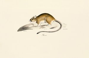 Afrikansk gerbil av Jacques Christophe Werner