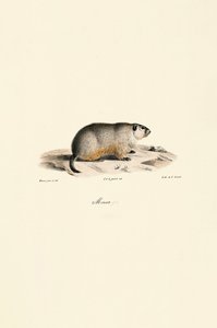  av Jacques Christophe Werner