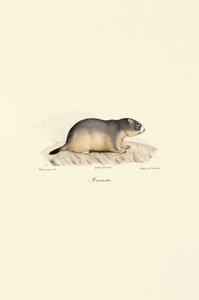 Alpemurmeldyr av Jacques Christophe Werner