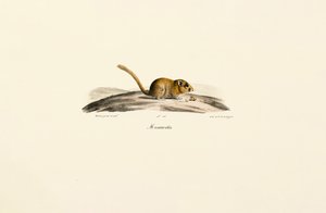  av Jacques Christophe Werner