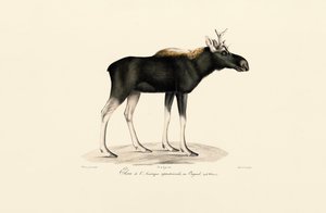 Amerikansk elg (Alces americanus) av Jacques Christophe Werner