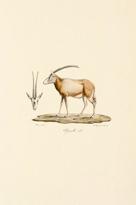arabisk gaselle av Jacques Christophe Werner