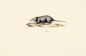  av Jacques Christophe Werner