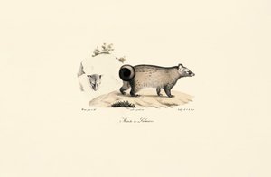 Asiatisk palmecivet av Jacques Christophe Werner