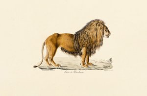 Barbaryløven i profil av Jacques Christophe Werner