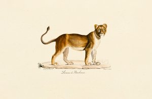 Barbary-løvinne i profil av Jacques Christophe Werner