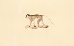 Svartansiktet makak av Jacques Christophe Werner