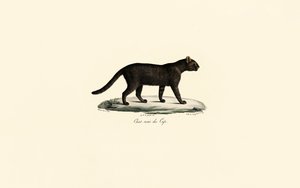 Svartfotkatt av Jacques Christophe Werner