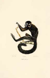 Svart edderkoppape (hann) av Jacques Christophe Werner
