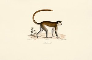  av Jacques Christophe Werner