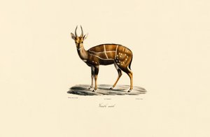 Bushbuck (hann) av Jacques Christophe Werner