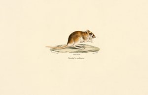 av Jacques Christophe Werner