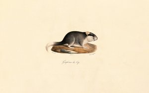 Kappsyvers av Jacques Christophe Werner