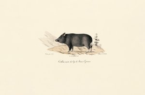 Kappvortesvin av Jacques Christophe Werner