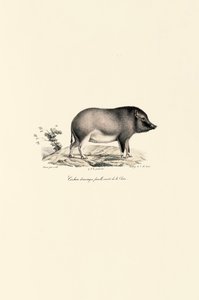  av Jacques Christophe Werner