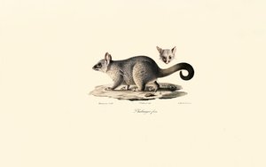  av Jacques Christophe Werner
