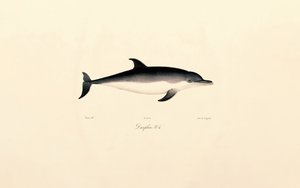 Vanlig delfin av Jacques Christophe Werner