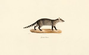  av Jacques Christophe Werner