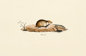 Vanlig hamster av Jacques Christophe Werner