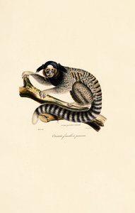  av Jacques Christophe Werner