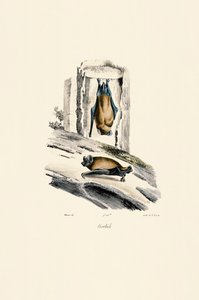 Vanlig nattfugl av Jacques Christophe Werner