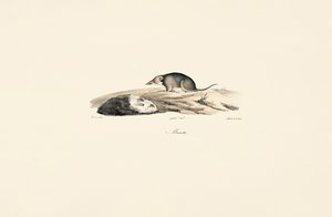 Vanlig spissmus av Jacques Christophe Werner