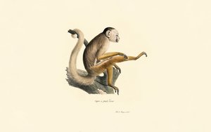  av Jacques Christophe Werner