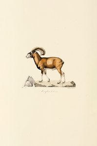  av Jacques Christophe Werner