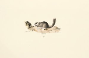Samlebjørn av Jacques Christophe Werner