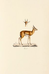 Dorcas-gasellen av Jacques Christophe Werner