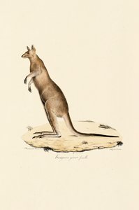 Østlig grå kenguru (hun) av Jacques Christophe Werner