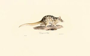  av Jacques Christophe Werner