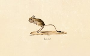 Egyptisk gerbil (hun) av Jacques Christophe Werner