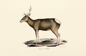 Elg - Hann av Jacques Christophe Werner