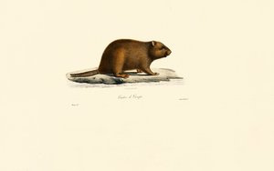  av Jacques Christophe Werner