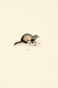  av Jacques Christophe Werner