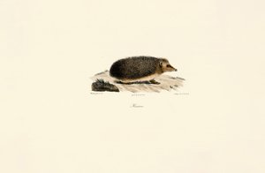  av Jacques Christophe Werner