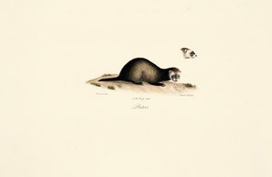  av Jacques Christophe Werner
