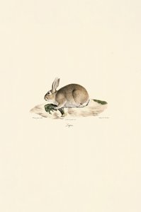  av Jacques Christophe Werner