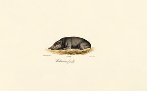 Kvinnelig Babirusa av Jacques Christophe Werner