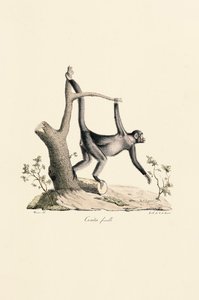  av Jacques Christophe Werner