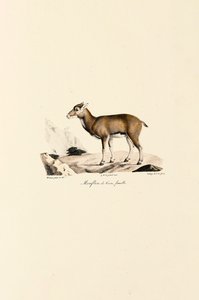 Kvinnelig korsikansk muflon av Jacques Christophe Werner