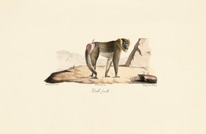  av Jacques Christophe Werner