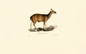  av Jacques Christophe Werner
